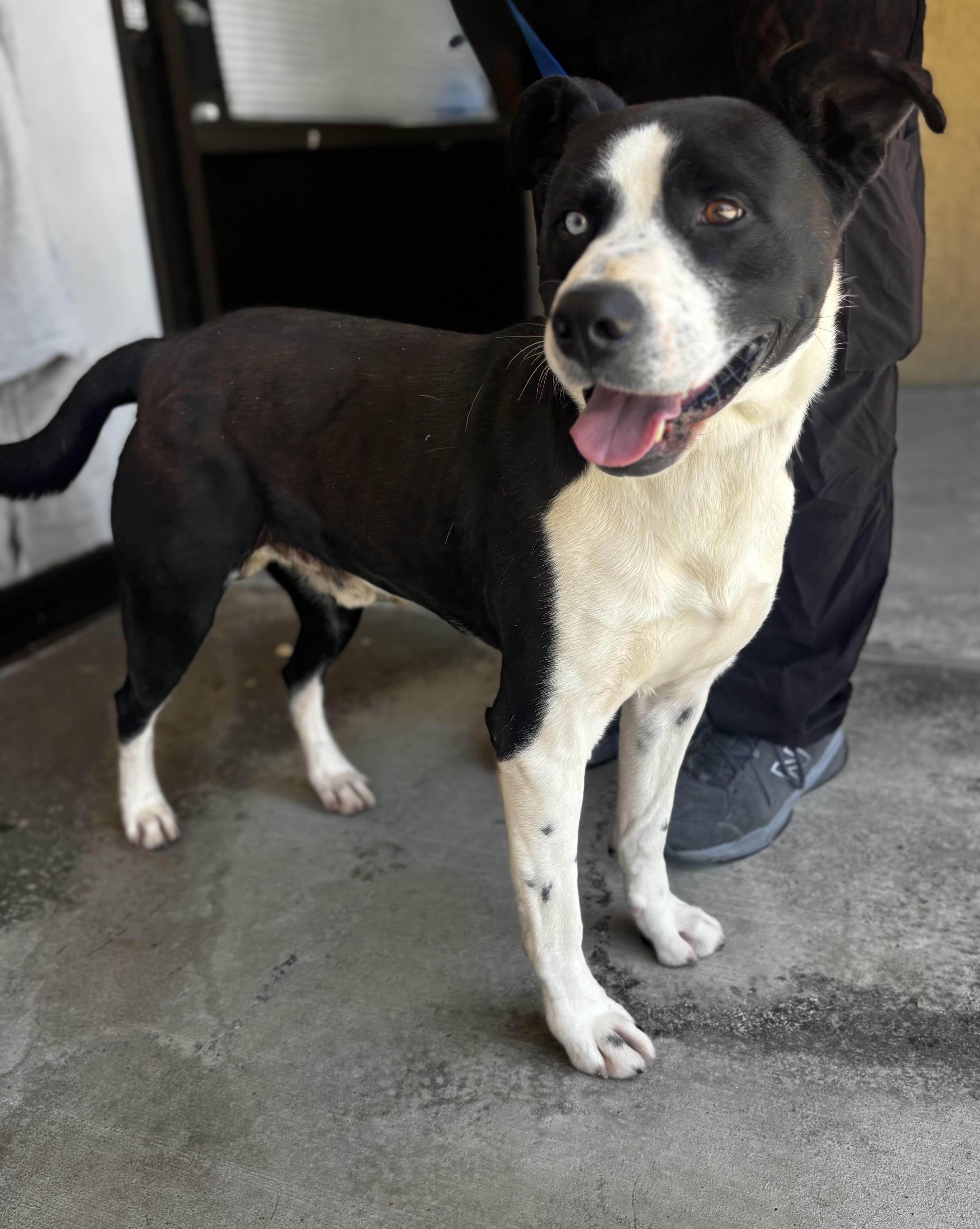 JAX, a ADOPTABLE mixed breed in Portland , OR image 1/6