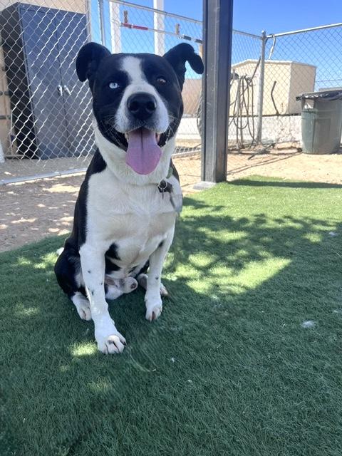 JAX, a ADOPTABLE mixed breed in Portland , OR image 2/6