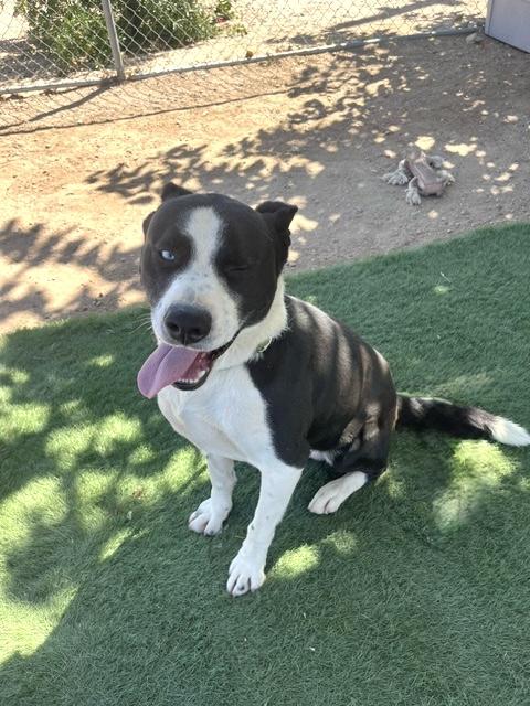 JAX, a ADOPTABLE mixed breed in Portland , OR image 5/6