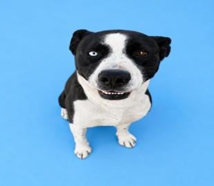 JAX, a ADOPTABLE mixed breed in Portland , OR image 3/6