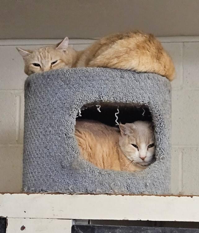 Tiki & Roo, Adoptable, Adult Female Domestic Short Hair.