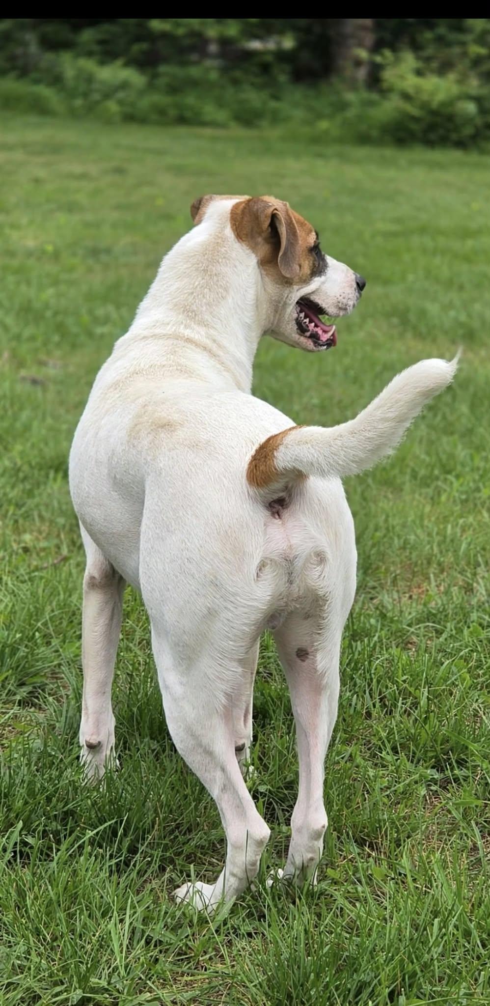 Enlarge Goose, a Adoptable mixed breed in Wantagh, NY image 4/6