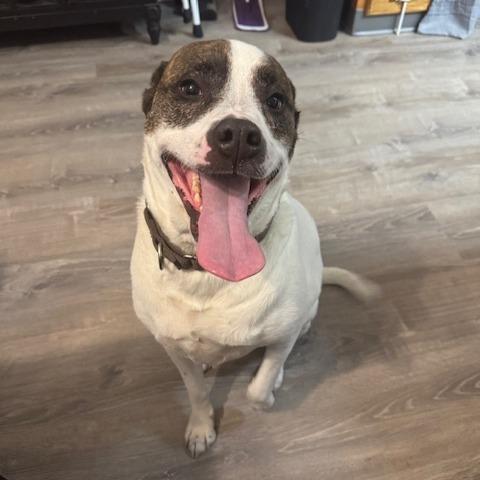 Enlarge Bear, a Adoptable mixed breed in Saratoga Springs, NY image 1/6