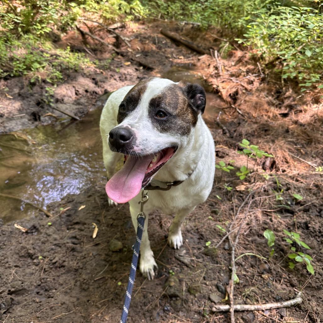 Enlarge Bear, a Adoptable mixed breed in Saratoga Springs, NY image 2/6