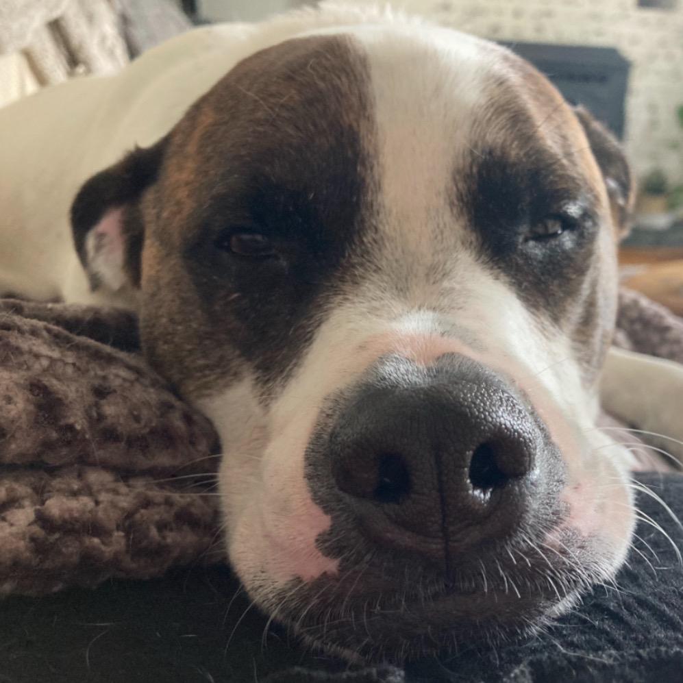 Enlarge Bear, a Adoptable mixed breed in Saratoga Springs, NY image 3/6