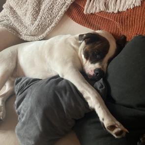 Enlarge Bear, a Adoptable mixed breed in Saratoga Springs, NY image 4/6