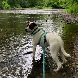 Enlarge Bear, a Adoptable mixed breed in Saratoga Springs, NY image 6/6