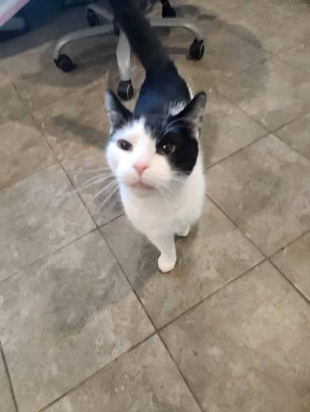 Enlarge Norby, a ADOPTABLE Domestic Short Hair in Swansea, MA image 1/1