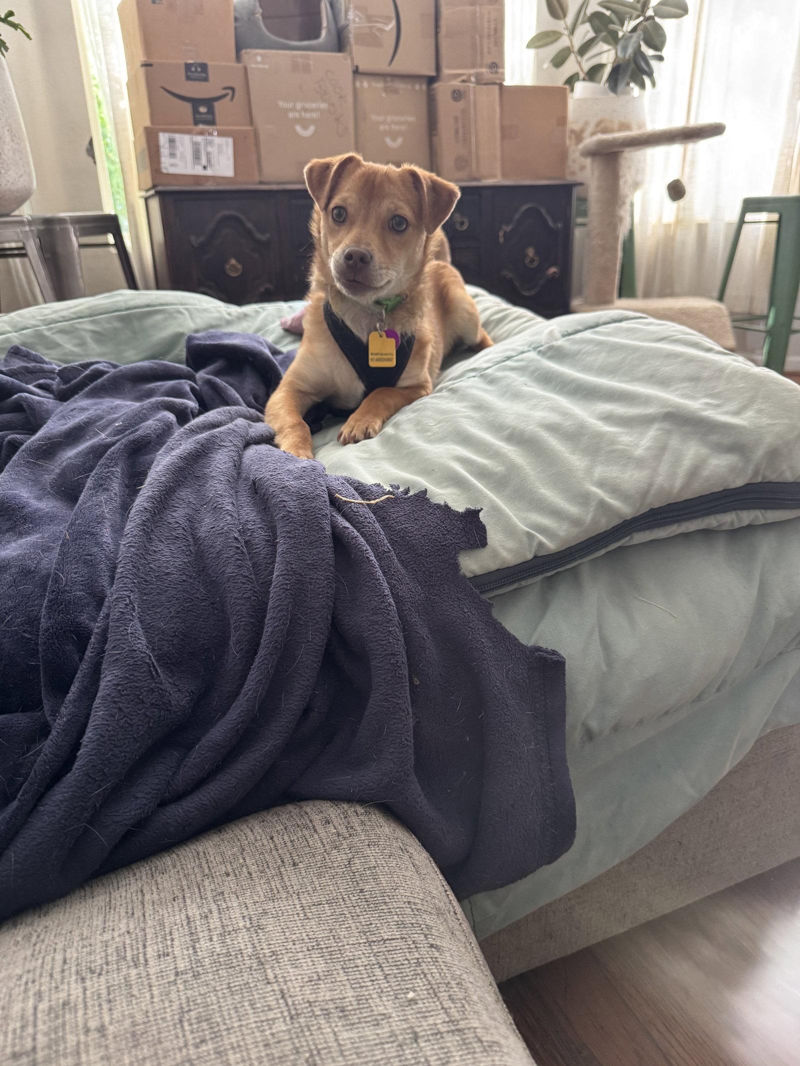Tabasco #1, Adoptable, Puppy Male Chihuahua.