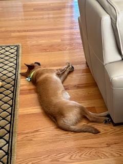 Enlarge Tyler, a Adoptable mixed breed in Manhasset, NY image 3/6