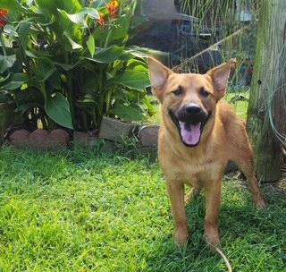 Enlarge Tyler, a Adoptable mixed breed in Manhasset, NY image 4/6