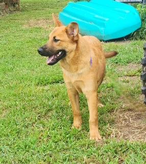 Enlarge Tyler, a Adoptable mixed breed in Manhasset, NY image 1/6