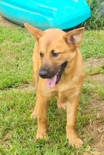 Enlarge Tyler, a Adoptable mixed breed in Manhasset, NY image 6/6