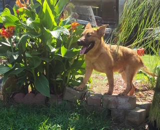 Enlarge Tyler, a Adoptable mixed breed in Manhasset, NY image 5/6