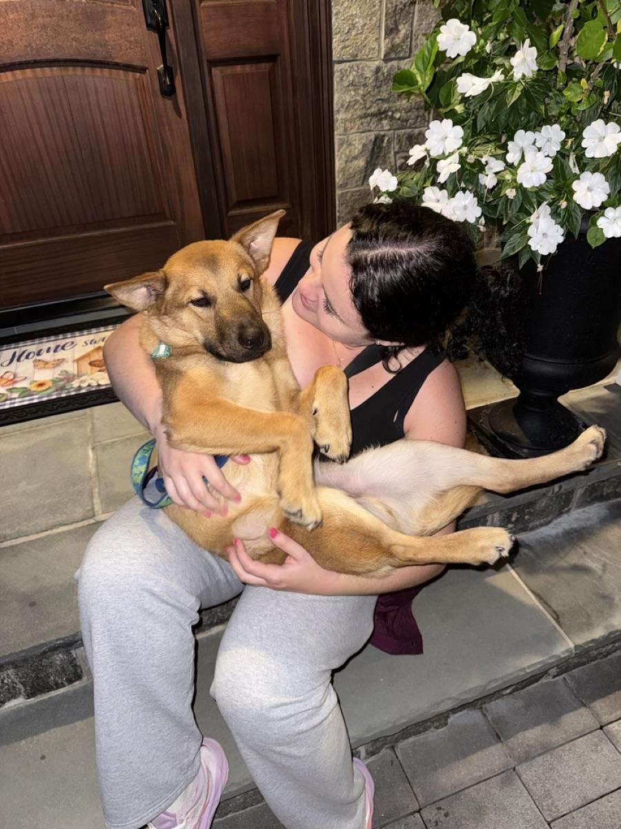 Enlarge Tyler, a Adoptable mixed breed in Manhasset, NY image 2/6