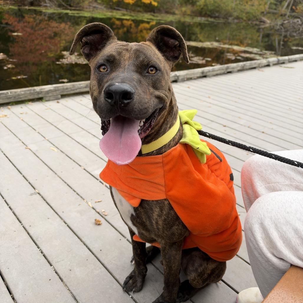 Harvey, Adoptable, Adult Male Plott Hound & Mountain Cur.