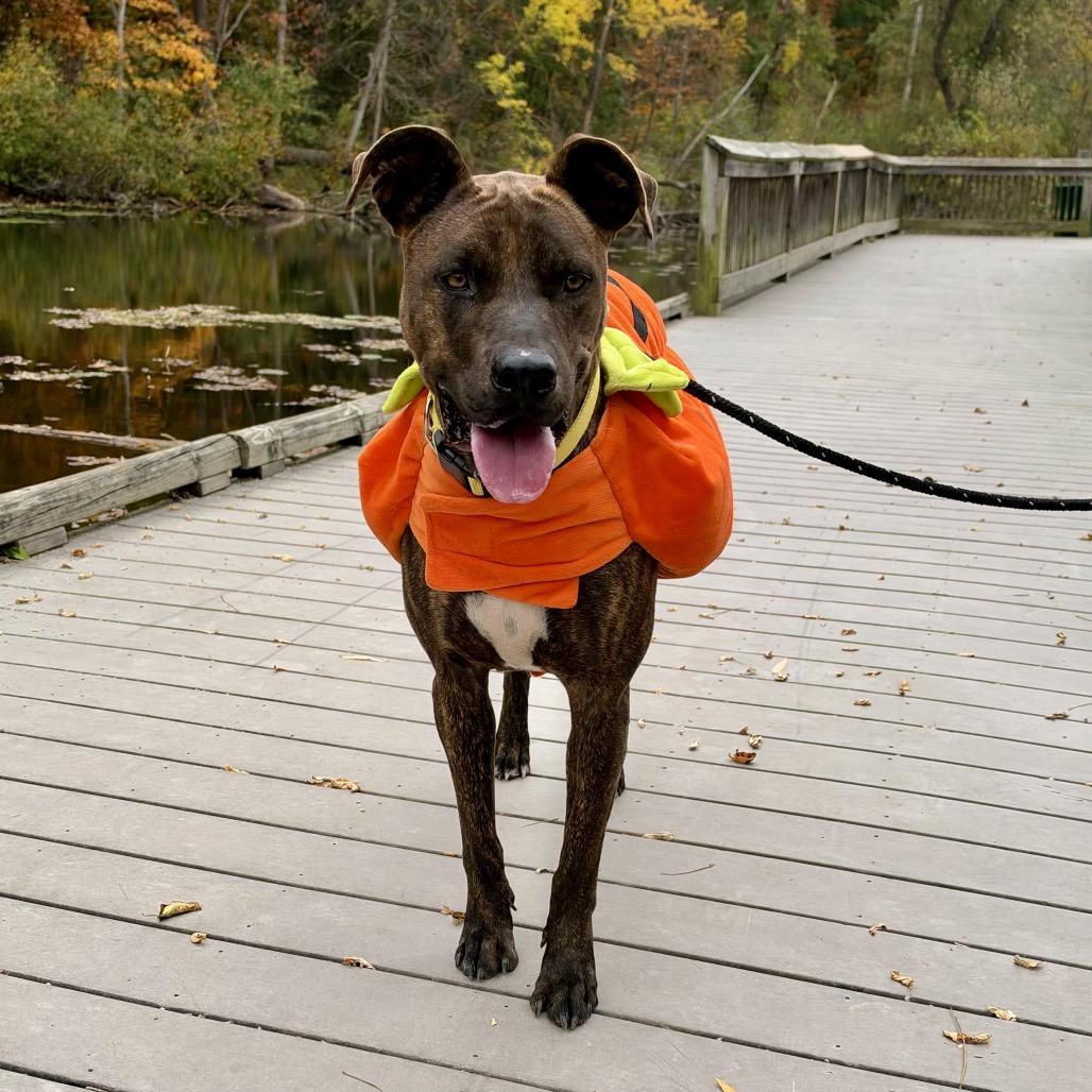 Enlarge Harvey, a Adoptable mixed breed in Metamora, MI image 2/6