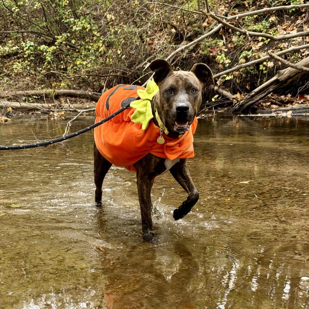 Enlarge Harvey, a Adoptable mixed breed in Metamora, MI image 3/6