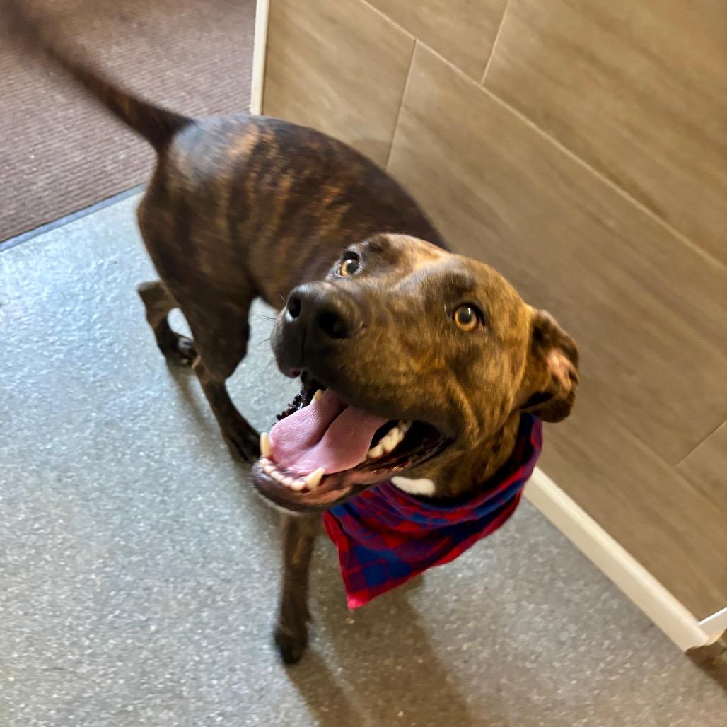Enlarge Harvey, a Adoptable mixed breed in Metamora, MI image 4/6