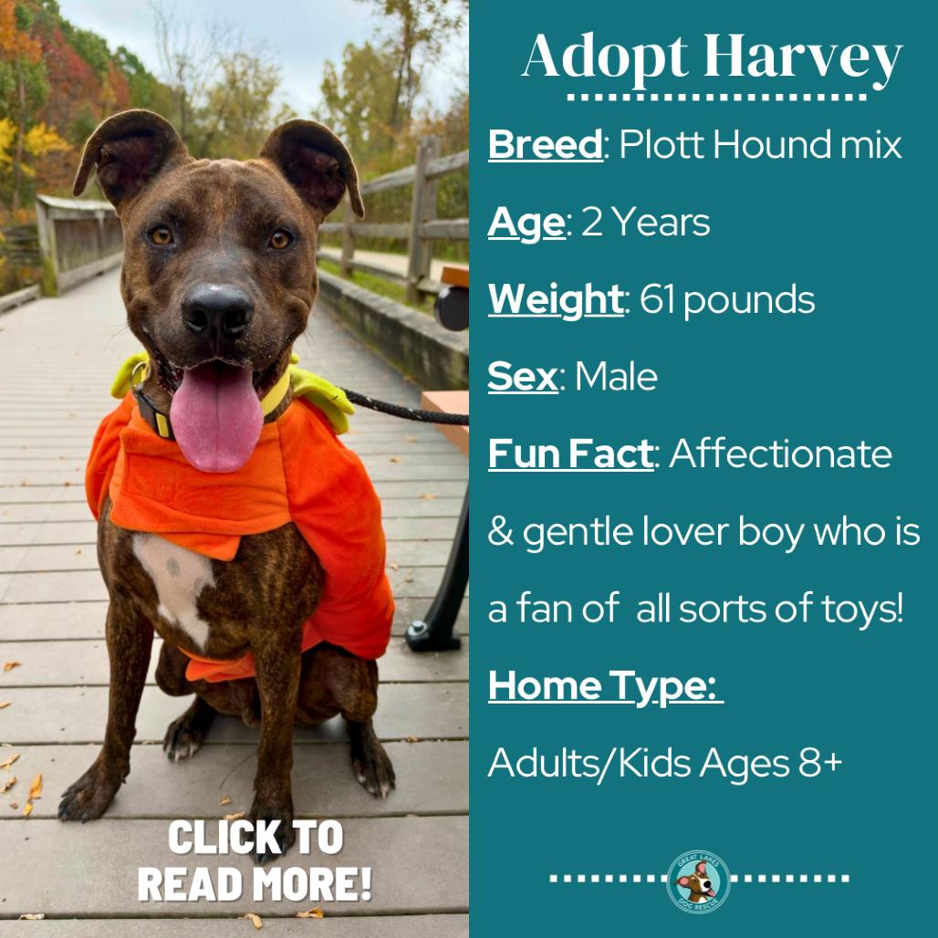 Enlarge Harvey, a Adoptable mixed breed in Metamora, MI image 5/6