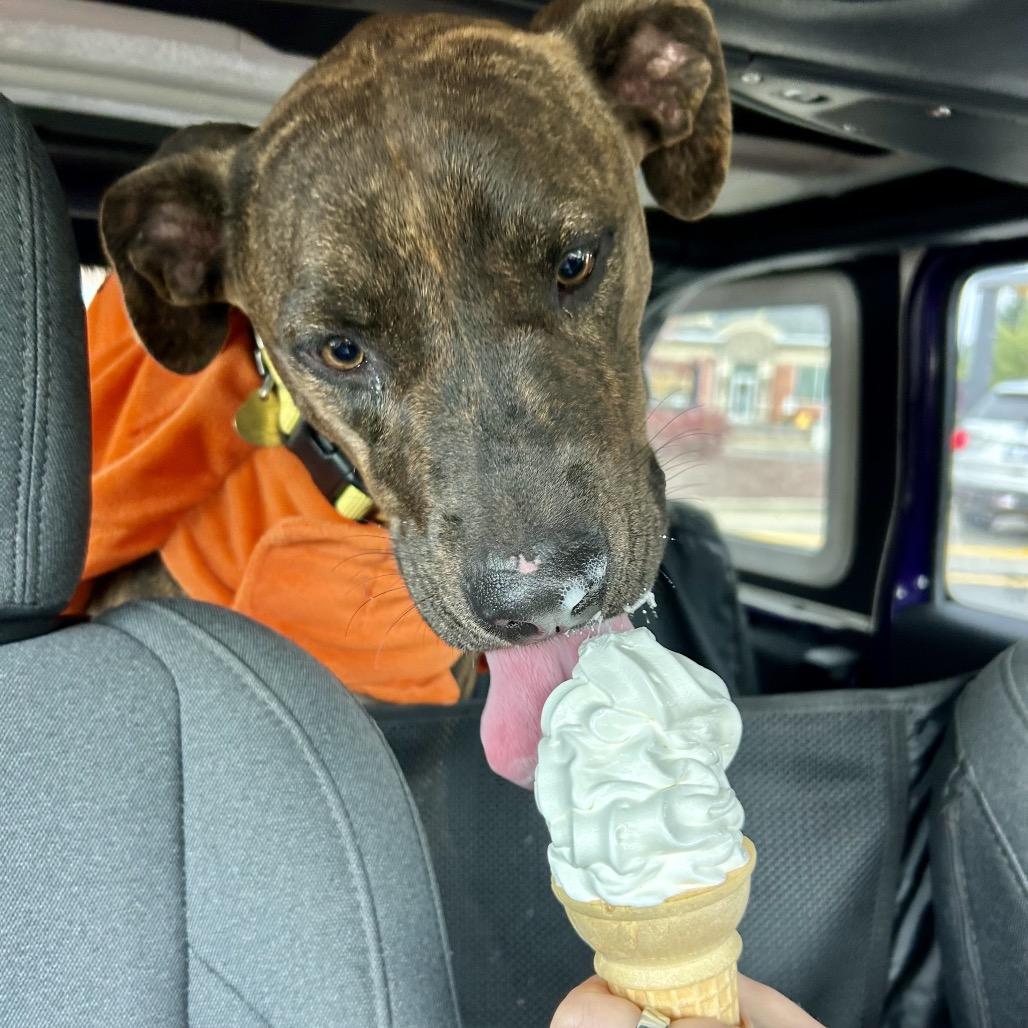 Enlarge Harvey, a Adoptable mixed breed in Metamora, MI image 6/6