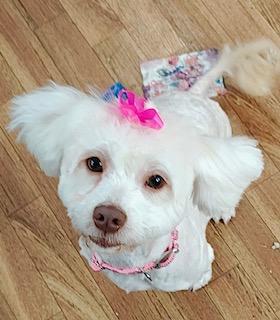 Cotton, adopted, Young Female Havanese.