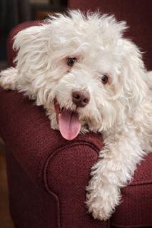 Cotton, an adopted Havanese in Ladson, SC image 2/2