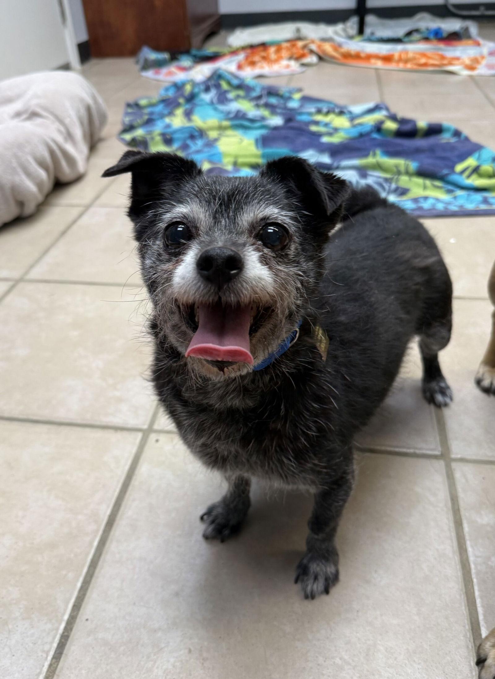 Diego, Adopted, Senior Male Terrier.