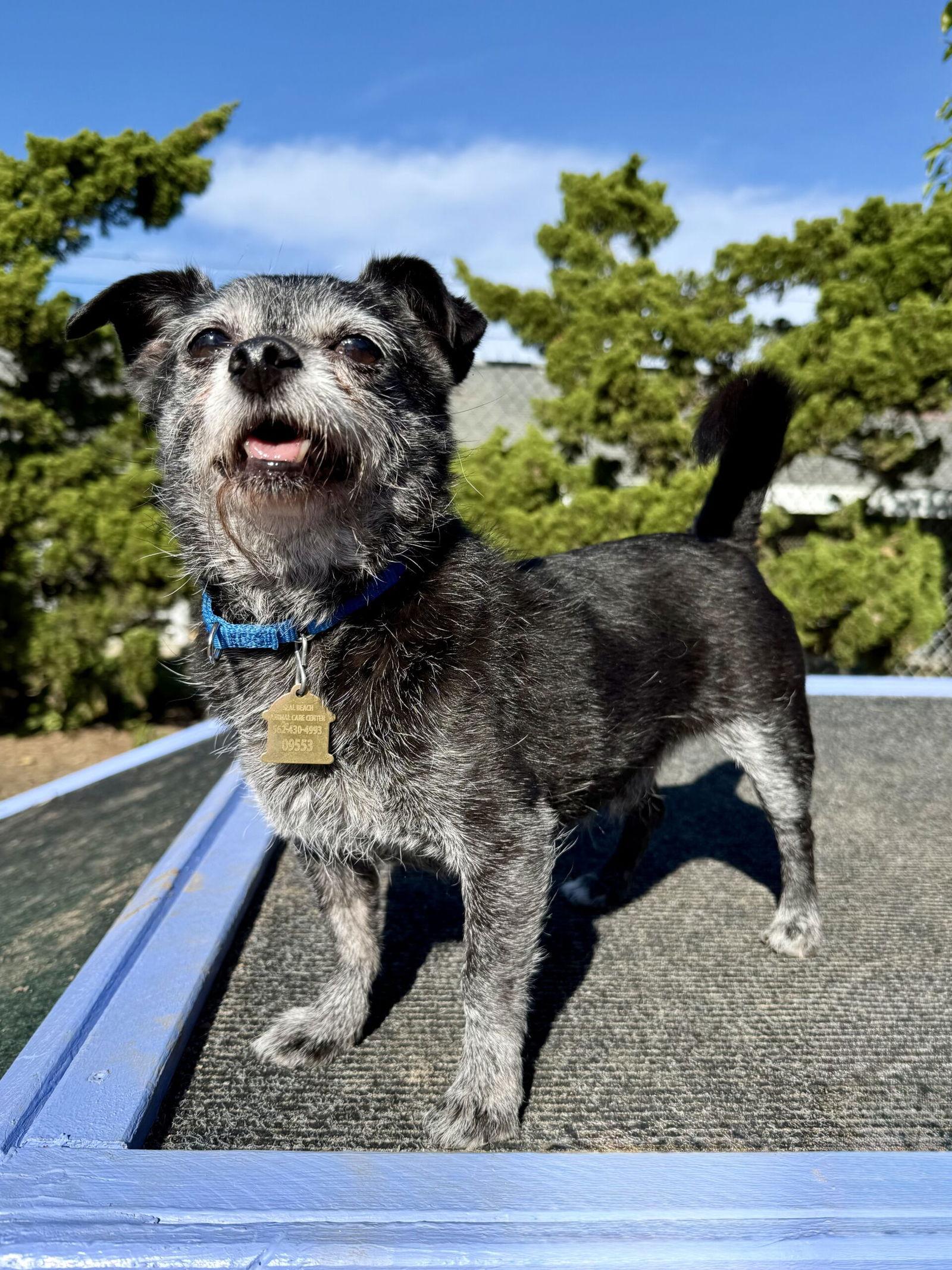 Enlarge Diego, a Adopted Terrier in Seal Beach, CA image 2/2