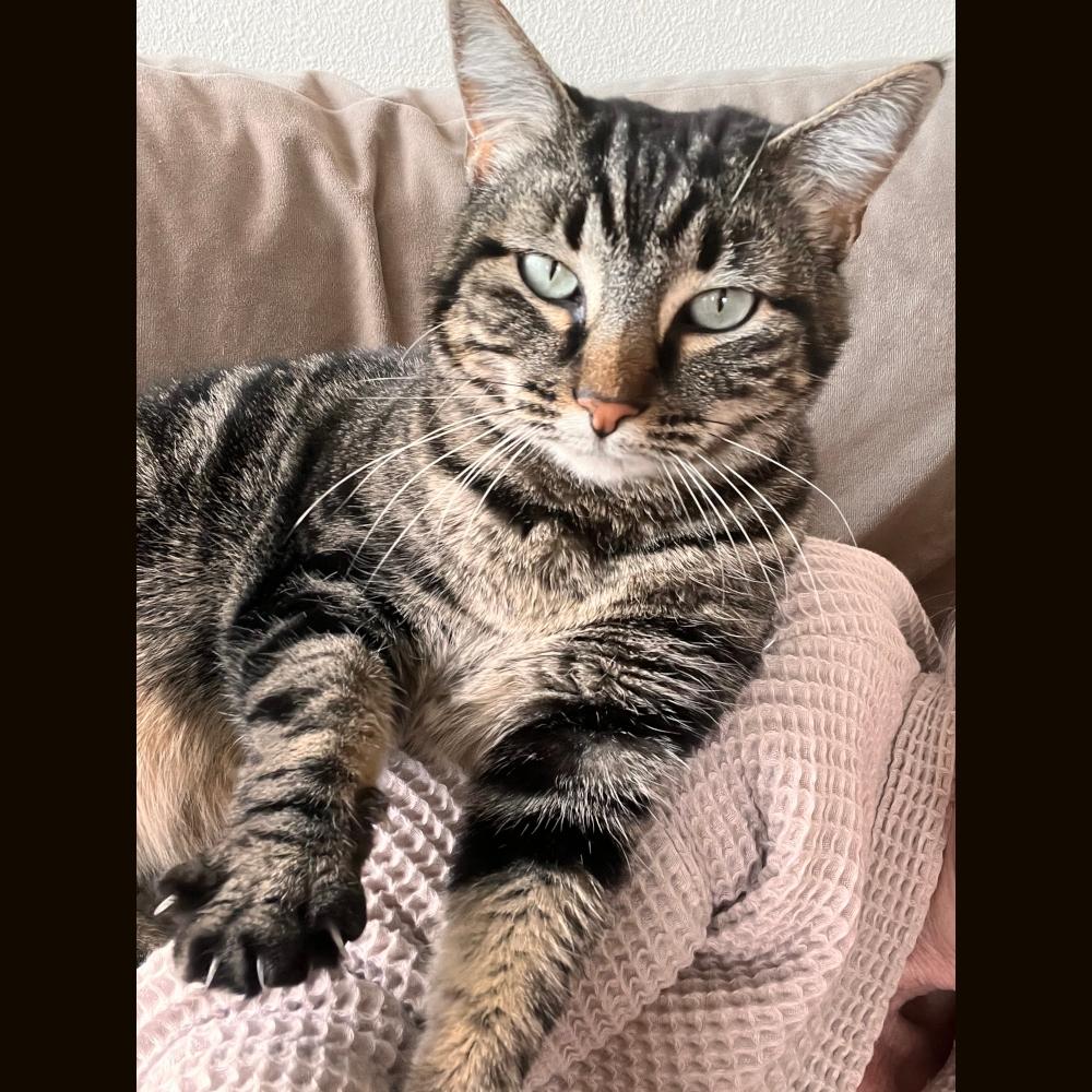 Enlarge Mila, a Adoptable Tabby in Albuquerque, NM image 1/5