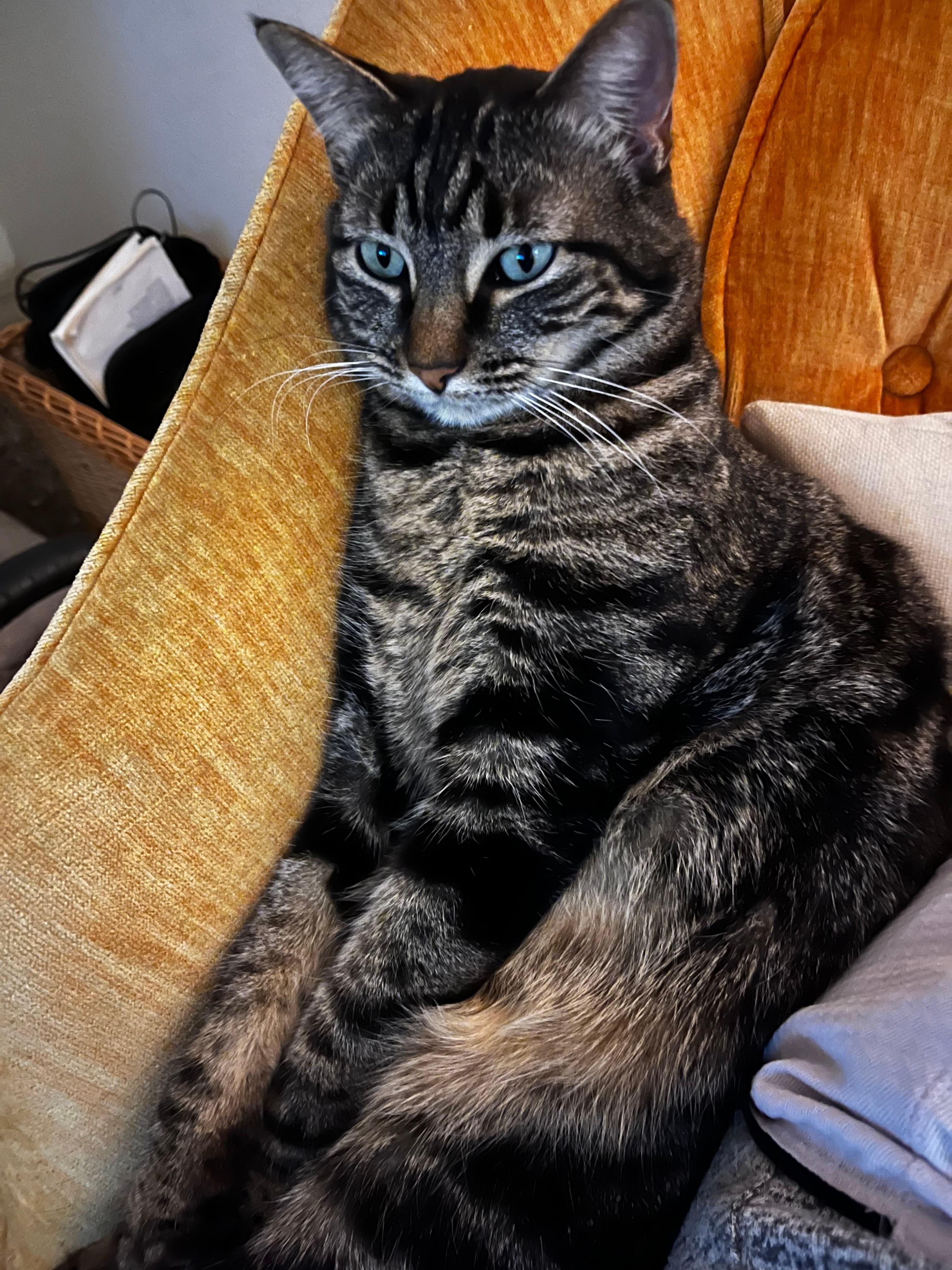 Enlarge Mila, a Adoptable Tabby in Albuquerque, NM image 3/5