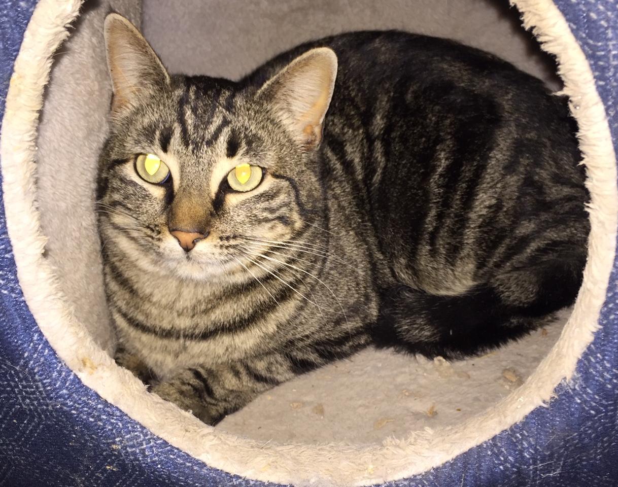 Enlarge Mila, a Adoptable Tabby in Albuquerque, NM image 5/5