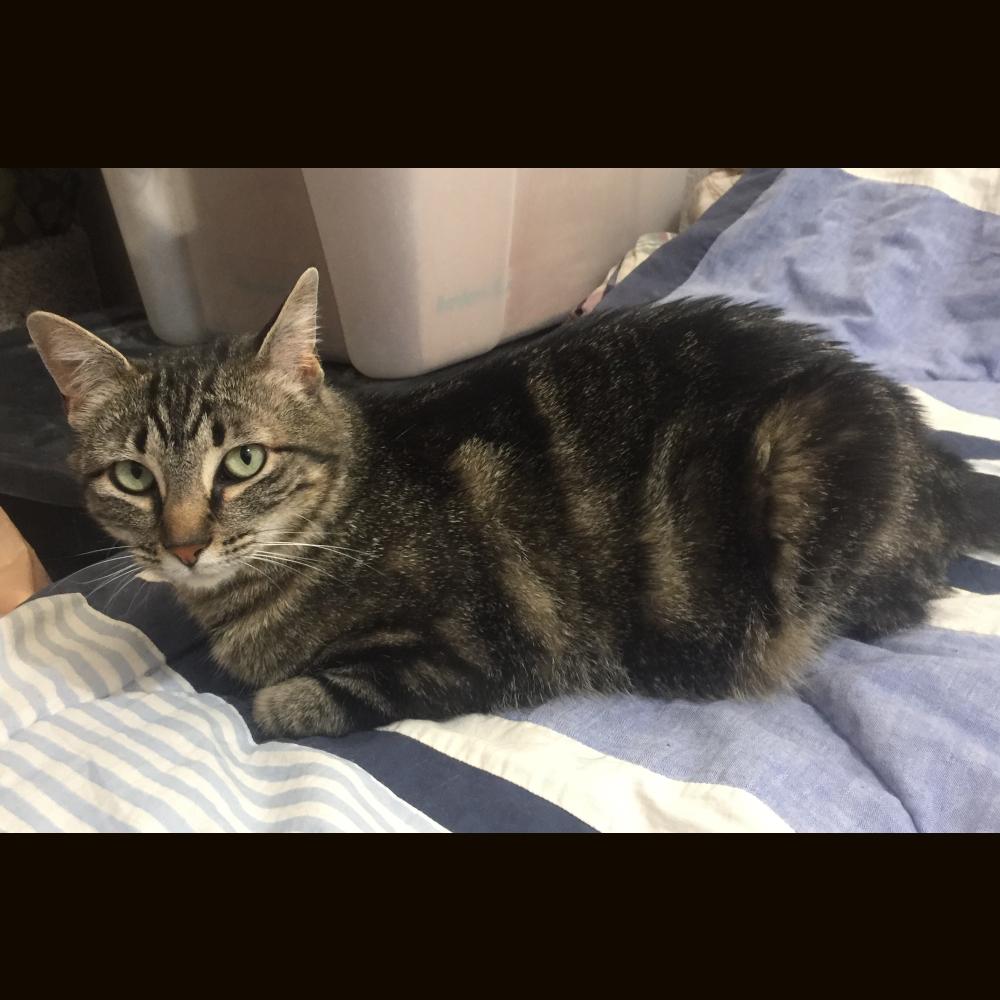 Enlarge Mila, a Adoptable Tabby in Albuquerque, NM image 2/5