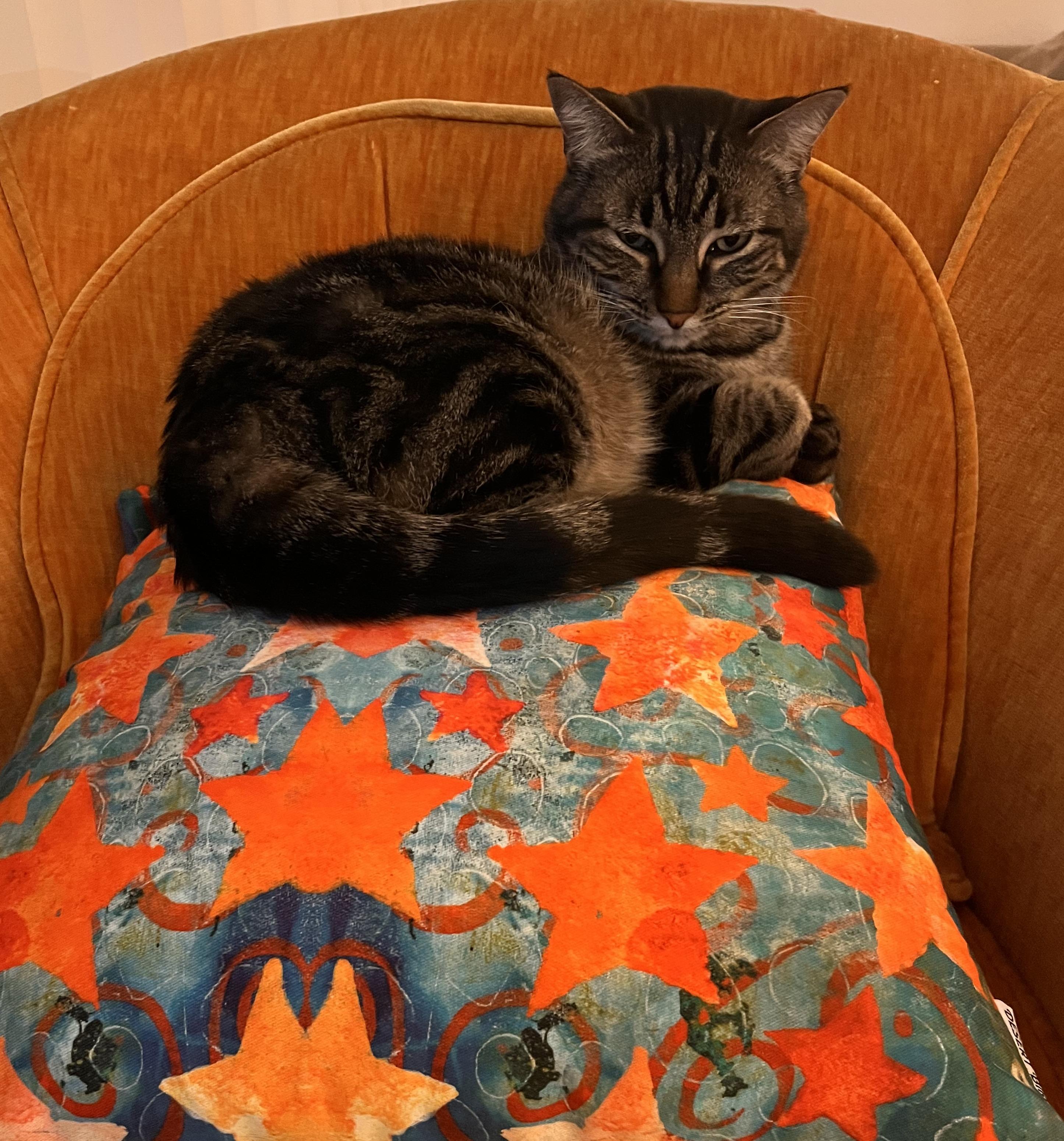 Enlarge Mila, a Adoptable Tabby in Albuquerque, NM image 4/5