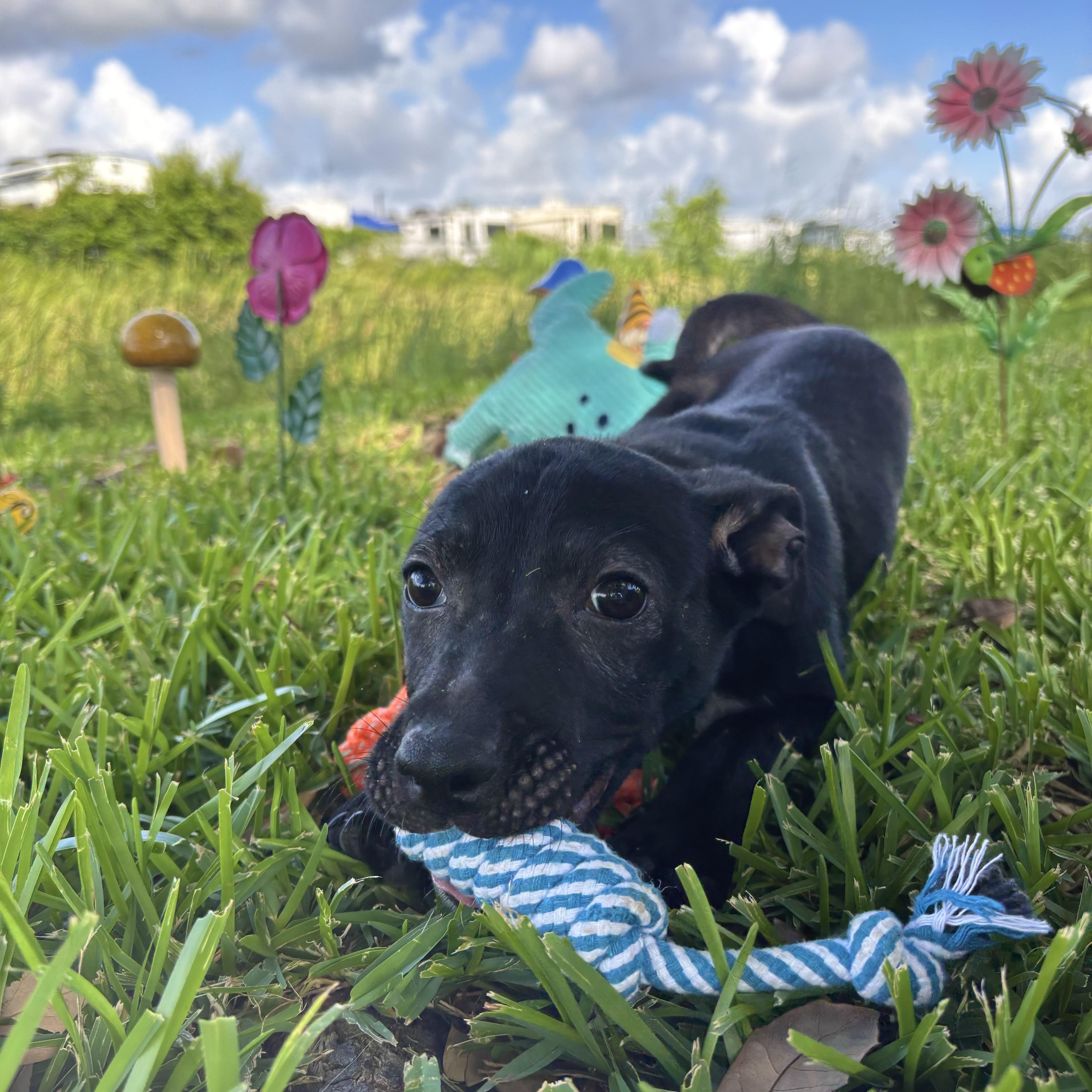 Enlarge Lily, a Adoptable mixed breed in Robbinsville, NJ image 3/5