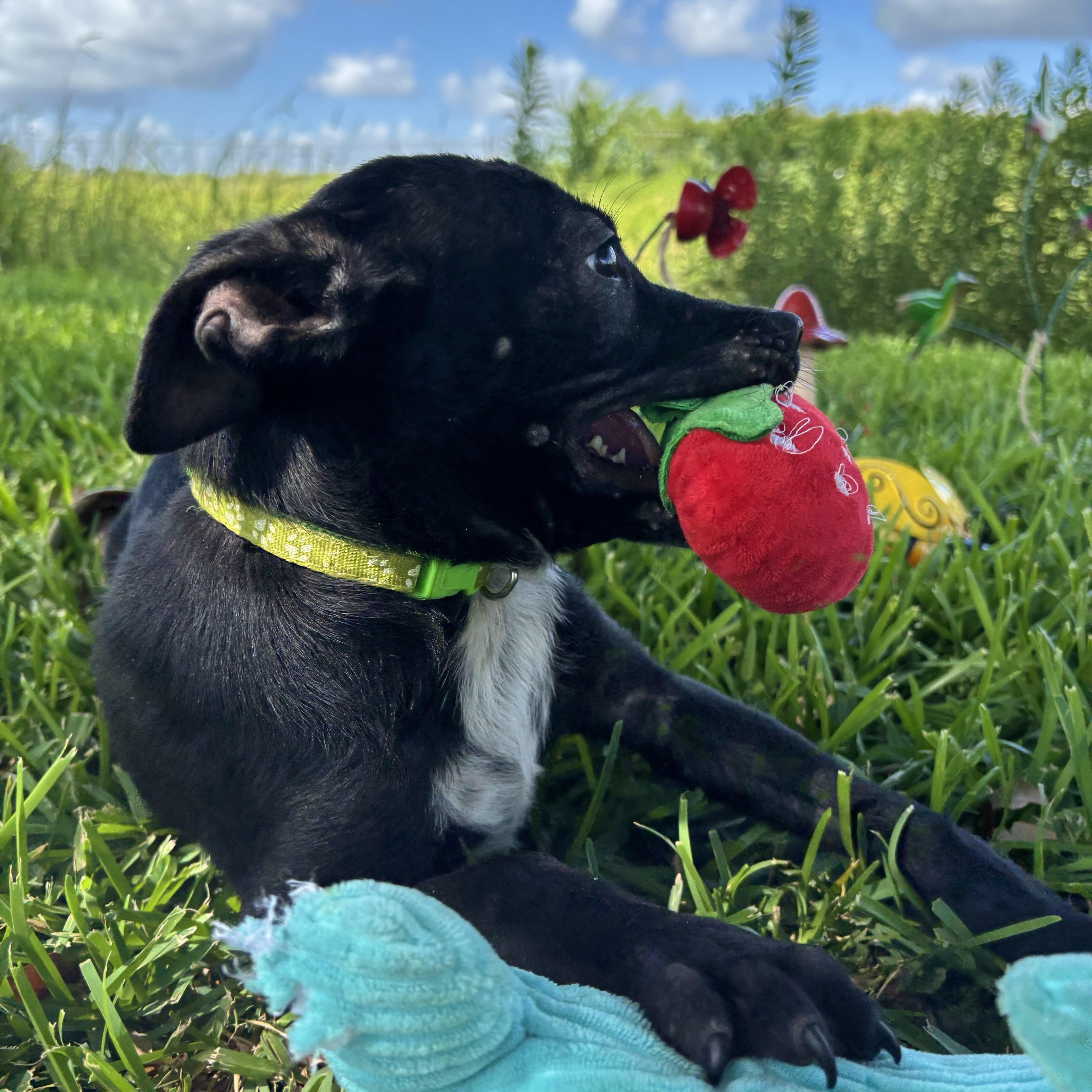 Enlarge Lily, a Adoptable mixed breed in Robbinsville, NJ image 2/5