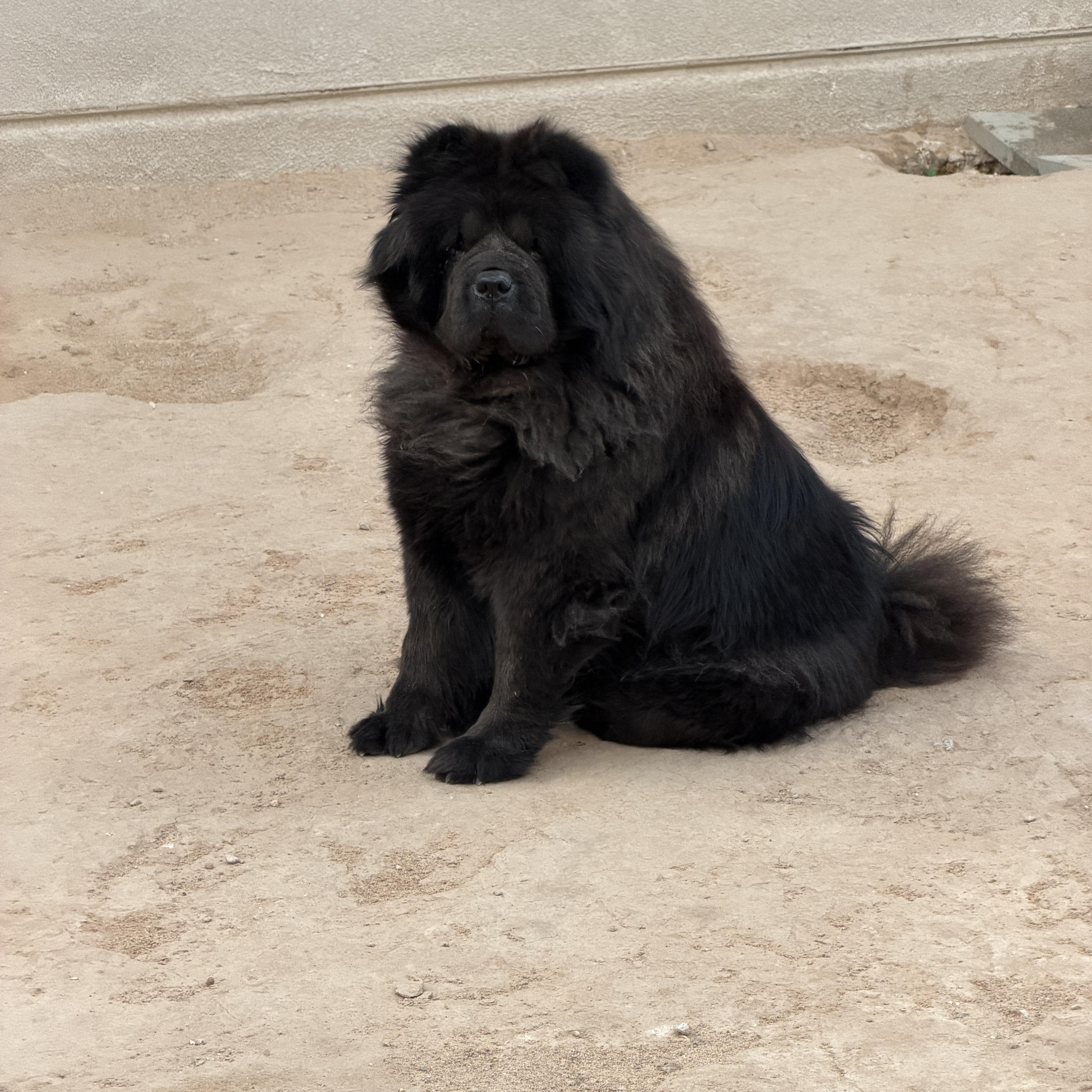 Delilah, a ADOPTABLE Chow Chow in Rio Rancho, NM image 1/2