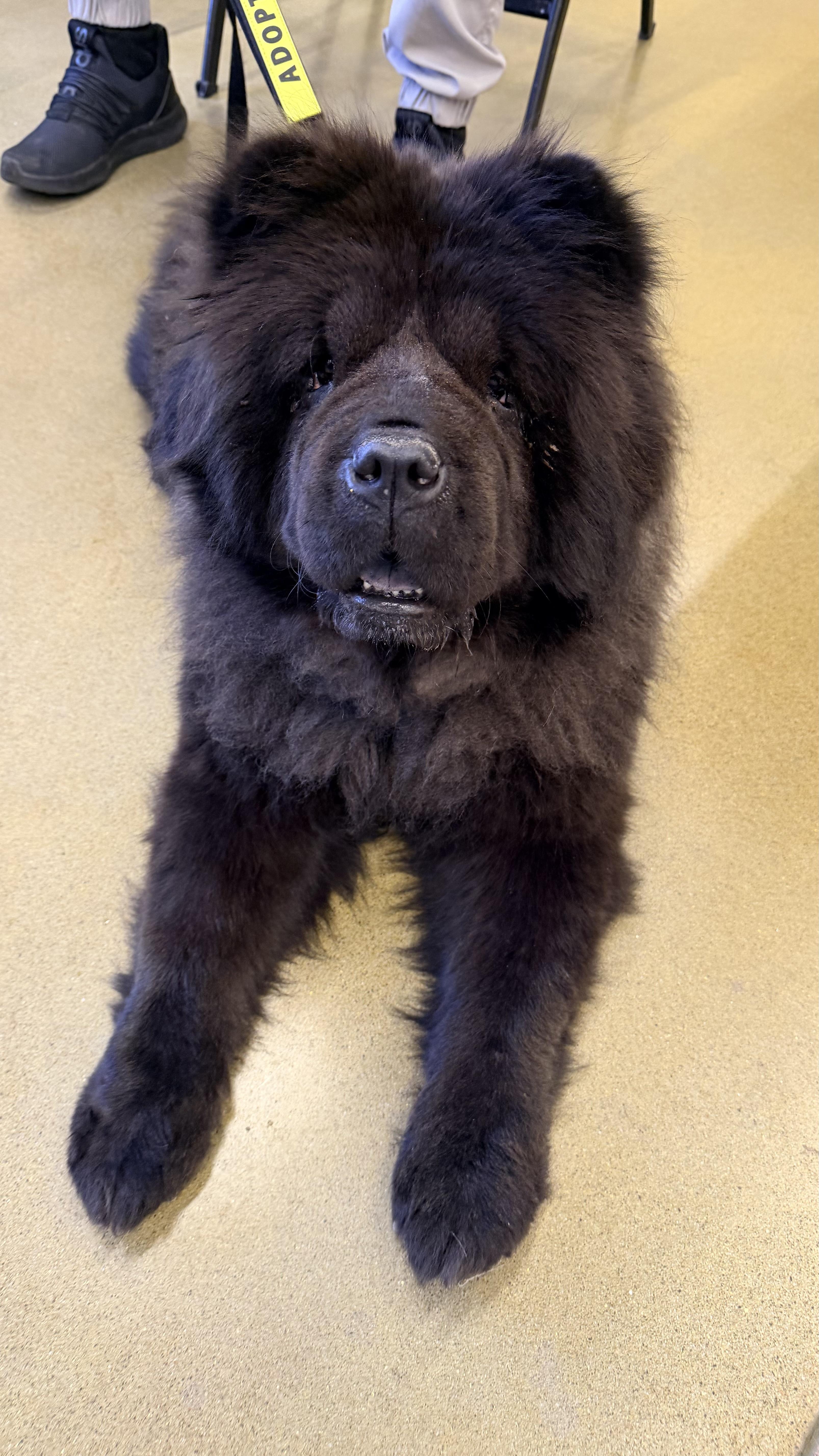 Delilah, a ADOPTABLE Chow Chow in Rio Rancho, NM image 2/2