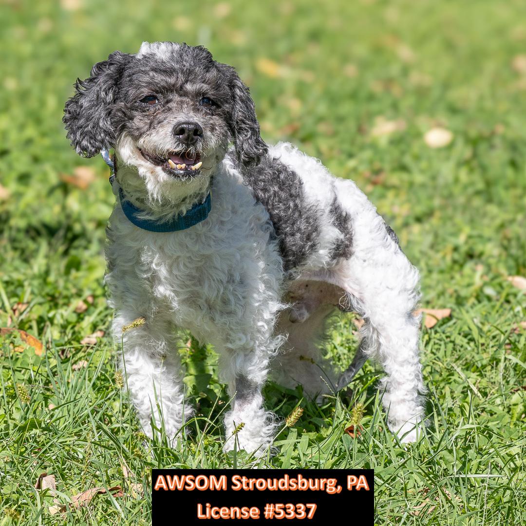 Enlarge Felix, a Adopted mixed breed in Stroudsburg, PA image 1/2
