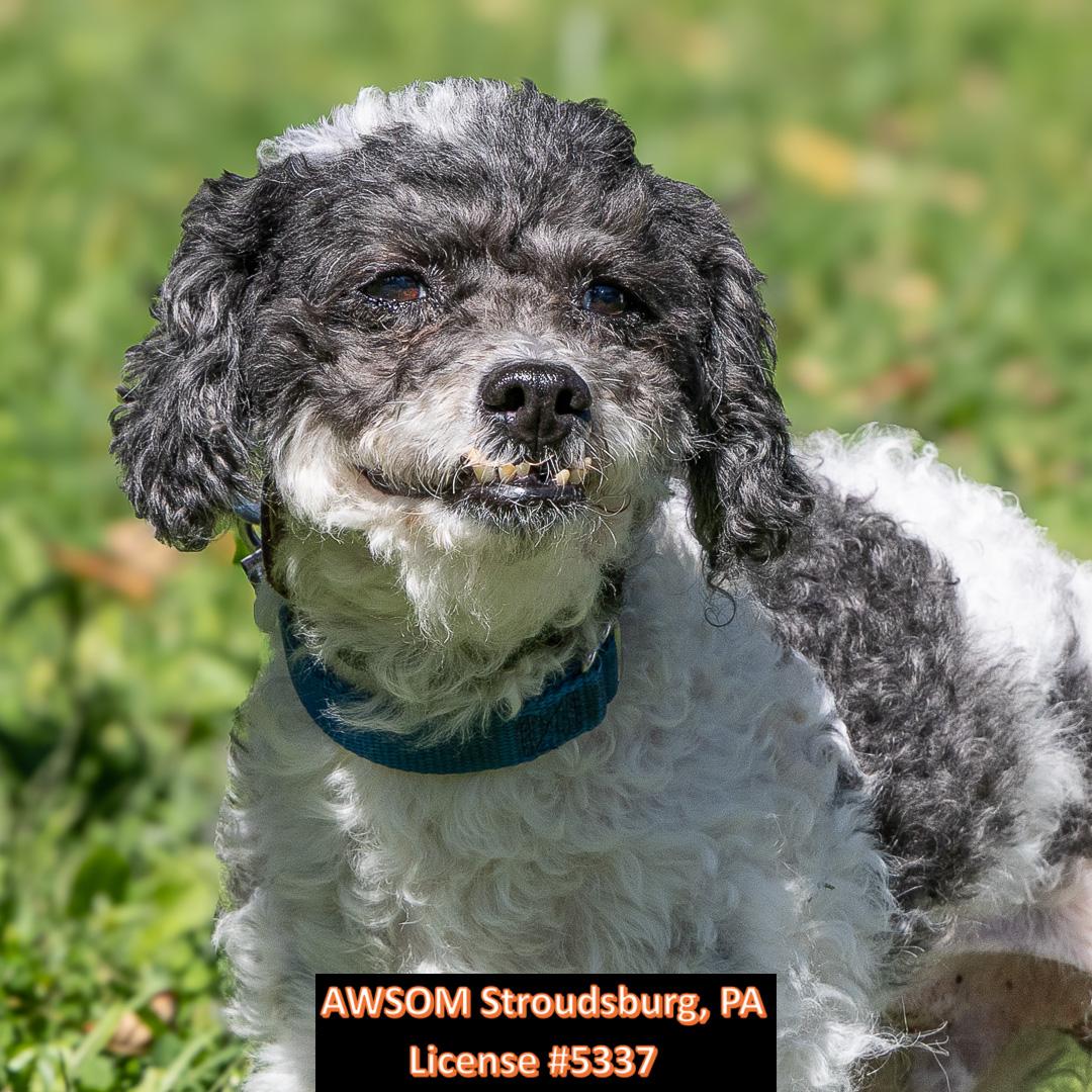 Enlarge Felix, a Adopted mixed breed in Stroudsburg, PA image 2/2