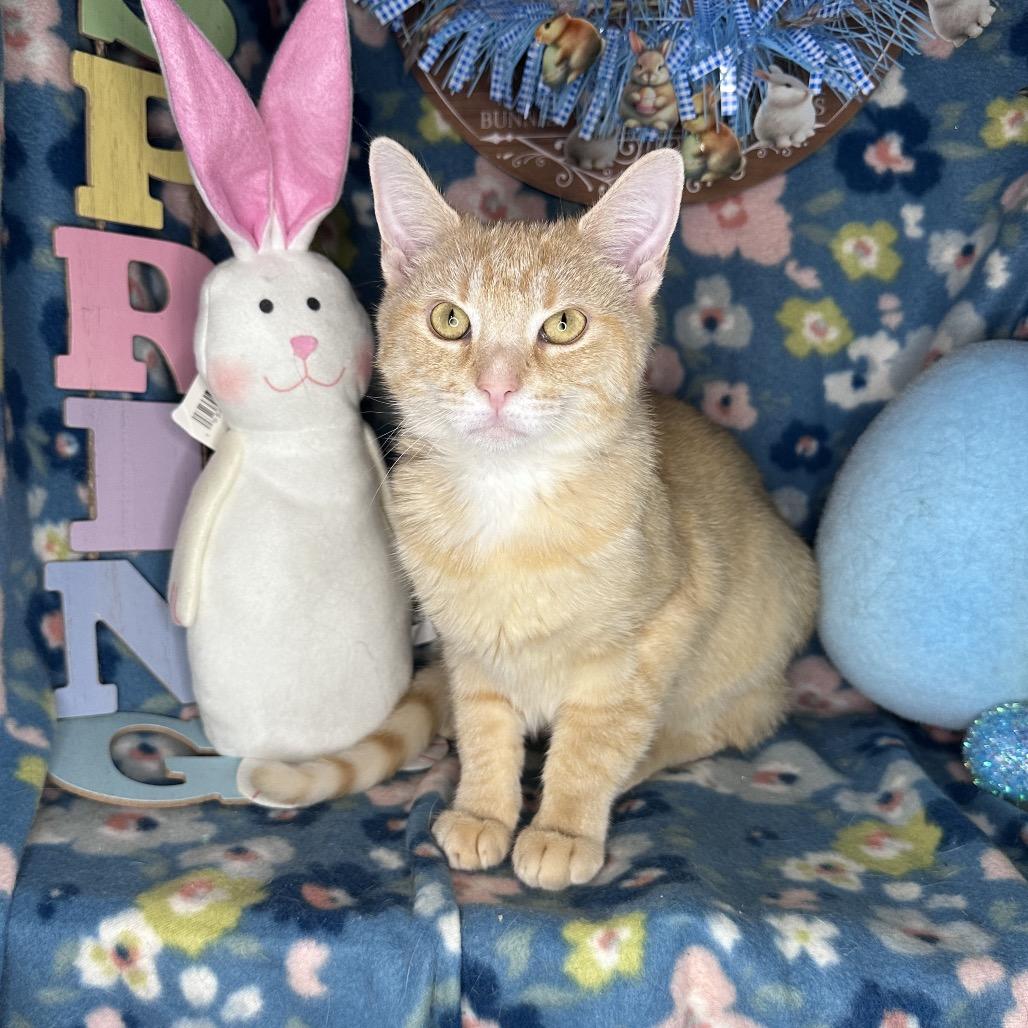 Enlarge Pixie Dust, a Adoptable mixed breed in Mount Vernon, IL image 1/6