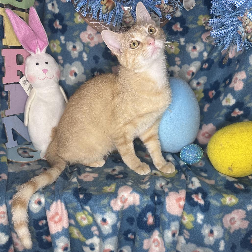 Enlarge Pixie Dust, a Adoptable mixed breed in Mount Vernon, IL image 2/6