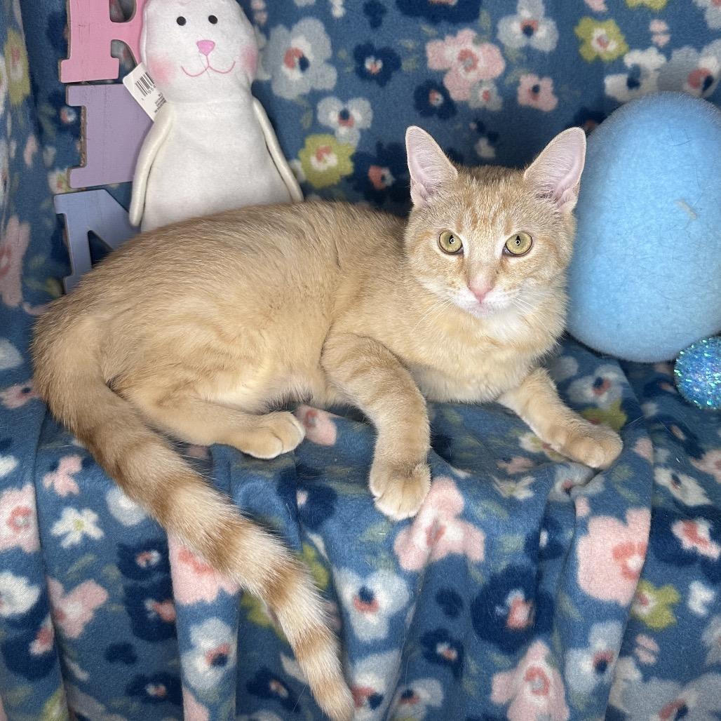 Enlarge Pixie Dust, a Adoptable mixed breed in Mount Vernon, IL image 3/6