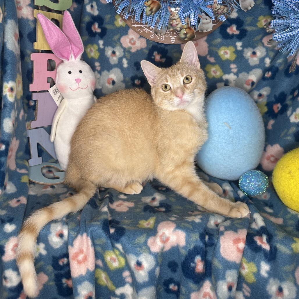 Enlarge Pixie Dust, a Adoptable mixed breed in Mount Vernon, IL image 4/6