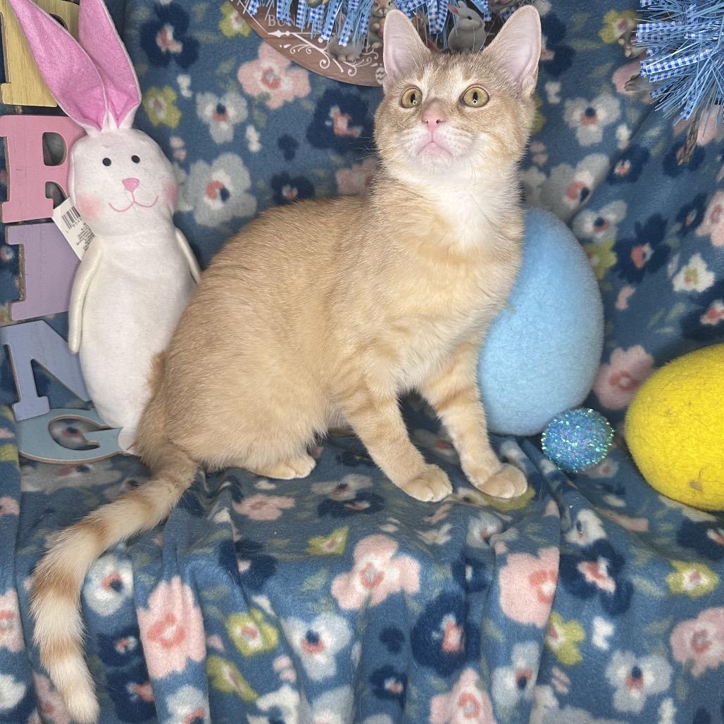 Enlarge Pixie Dust, a Adoptable mixed breed in Mount Vernon, IL image 5/6