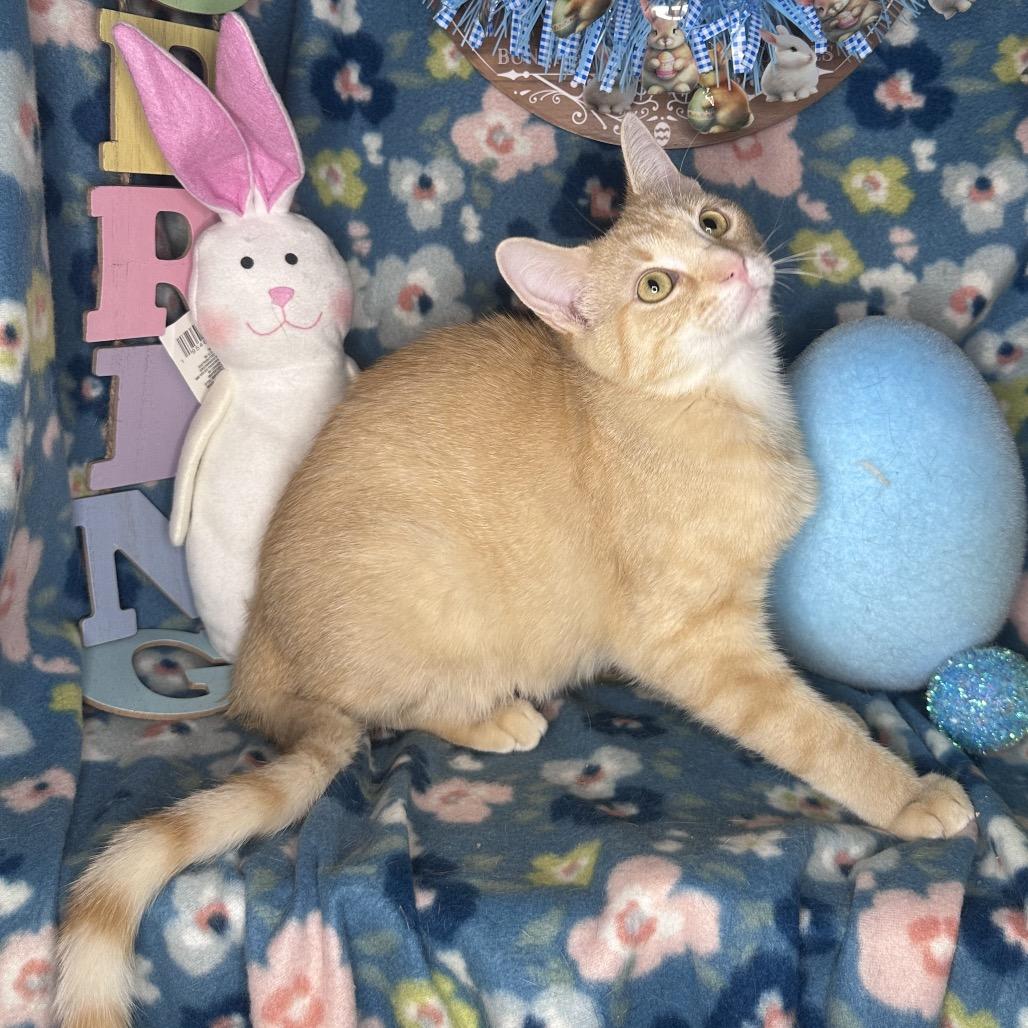 Enlarge Pixie Dust, a Adoptable mixed breed in Mount Vernon, IL image 6/6