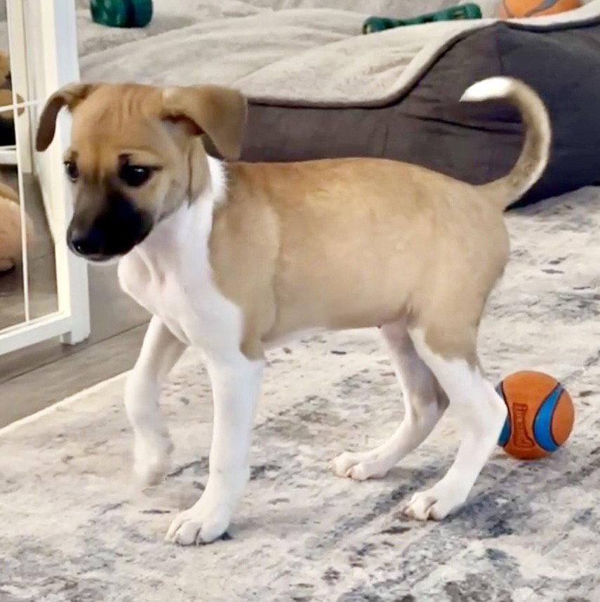 Enlarge Chloe, a Adoptable mixed breed in Omaha, NE image 1/3