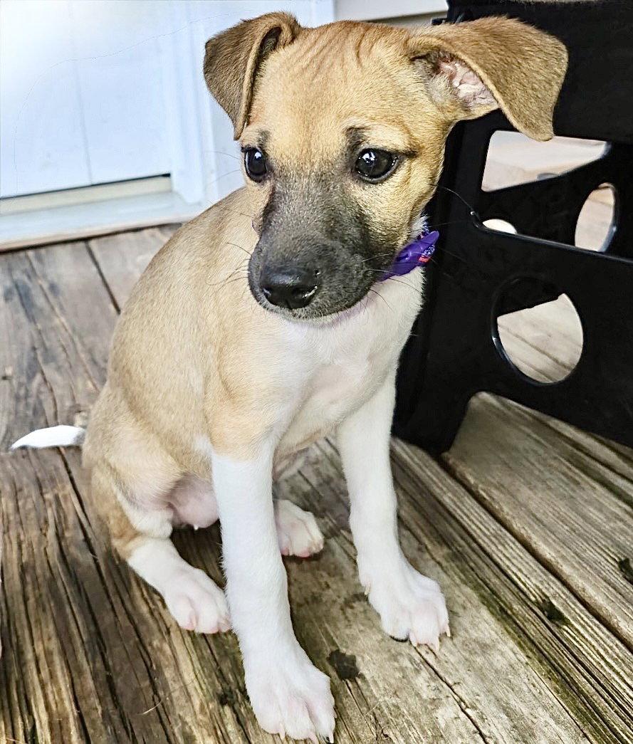 Enlarge Chloe, a Adoptable mixed breed in Omaha, NE image 2/3