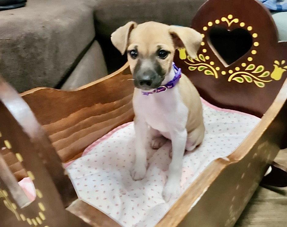 Enlarge Chloe, a Adoptable mixed breed in Omaha, NE image 3/3