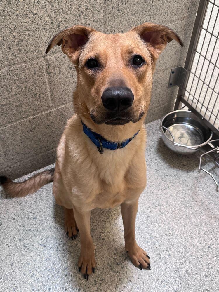 Enlarge Rudy, a Adoptable mixed breed in Bowling Green, OH image 2/4